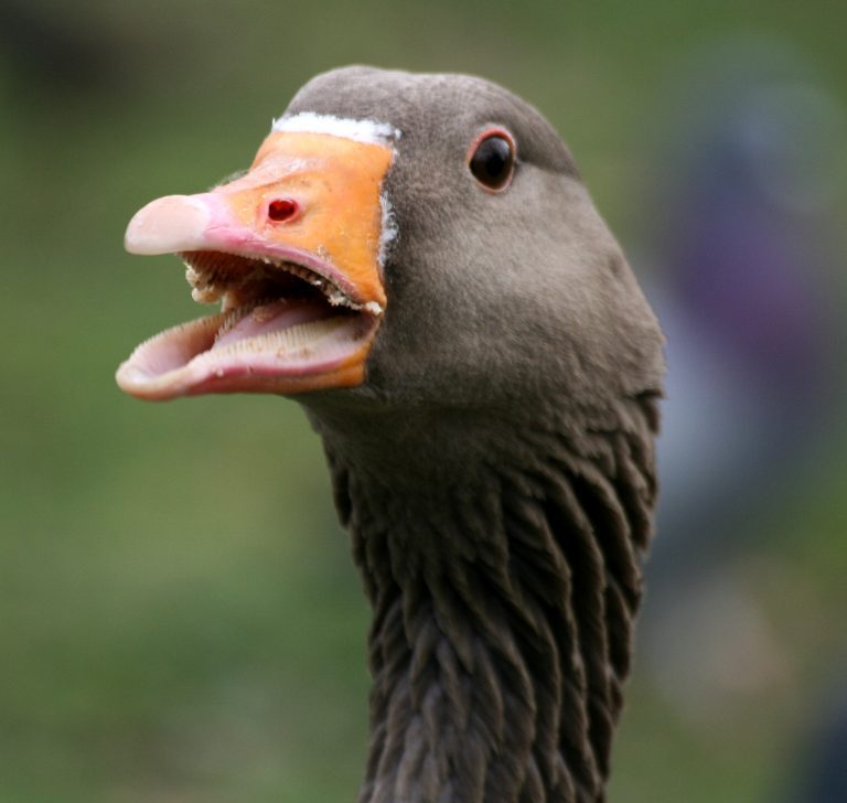 Is it rude to talk with your mouth full in Japan? Japan Nihon