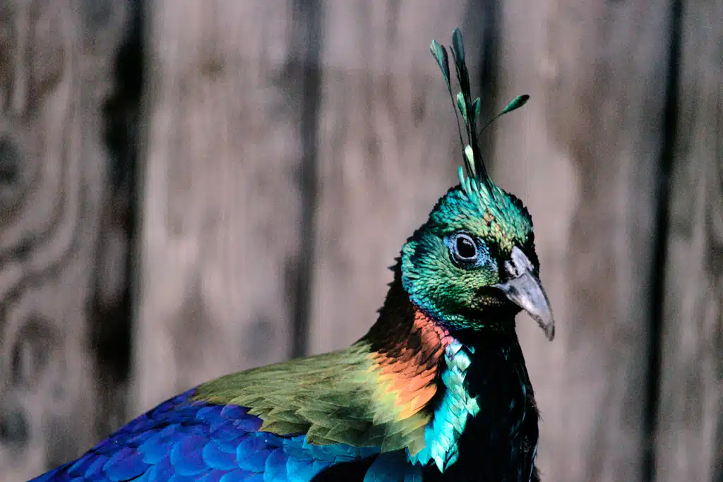 Java National Animal What is Japan's national animal? - Japan Nihon