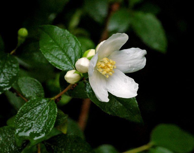 What Japanese Name Means Rare Beauty Japan Nihon