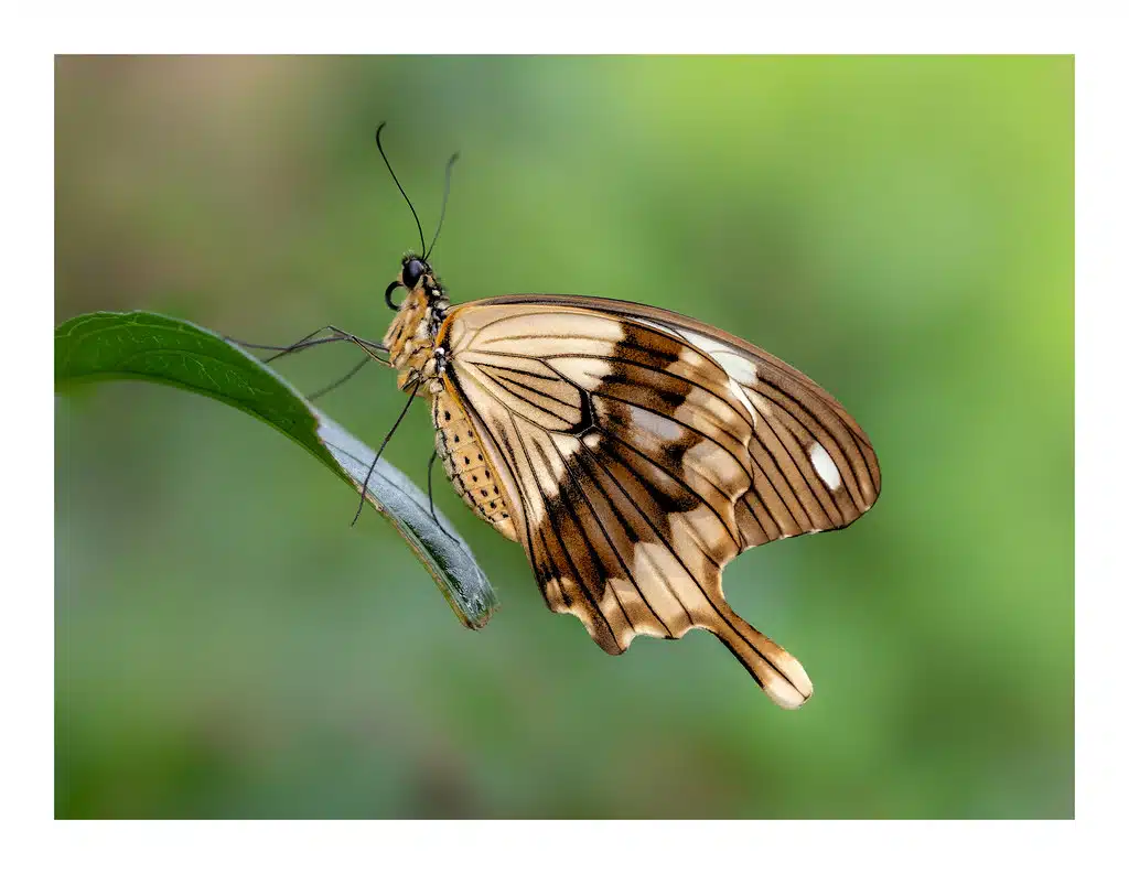 What Japanese girl name means butterfly?