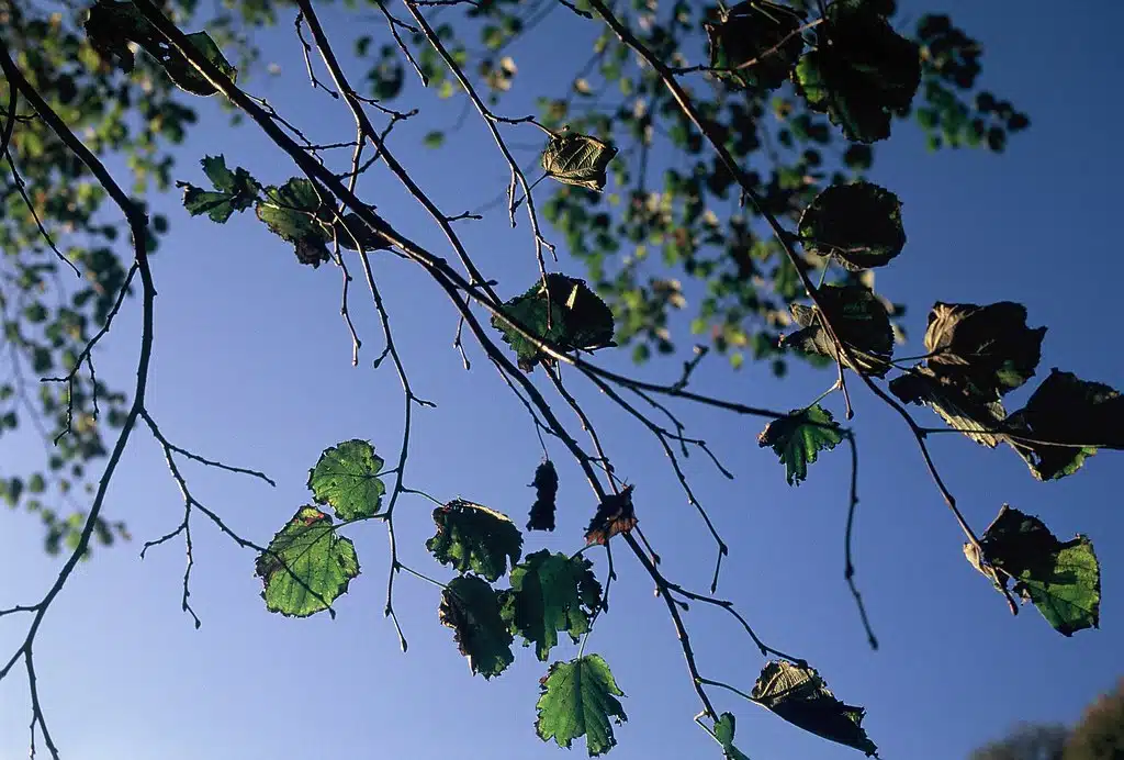 Why do Japanese not walk and eat?