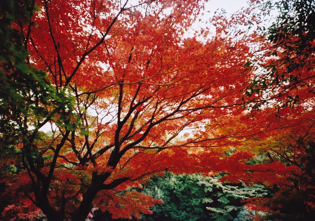 Is red a good color in Japan? Japan Nihon 🇯🇵