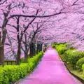 When is cherry blossom season in tokyo japan?