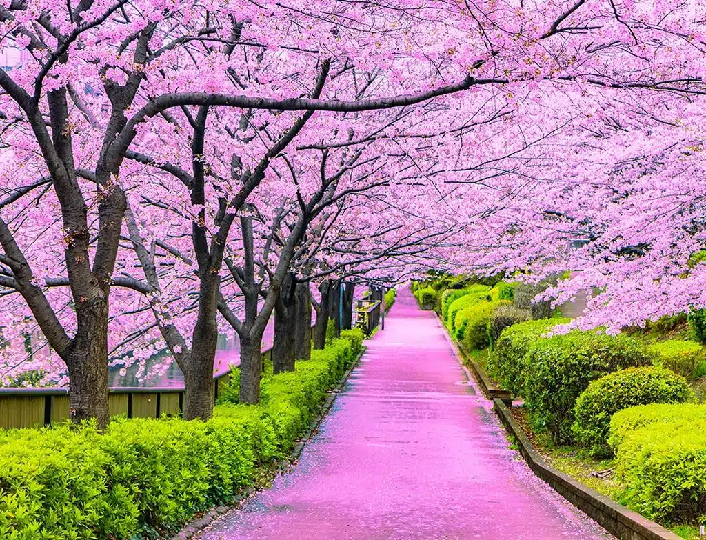 When is cherry blossom season in tokyo japan?
